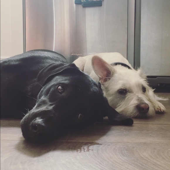 Meet your Posher, Amber - Picture 1 of 1